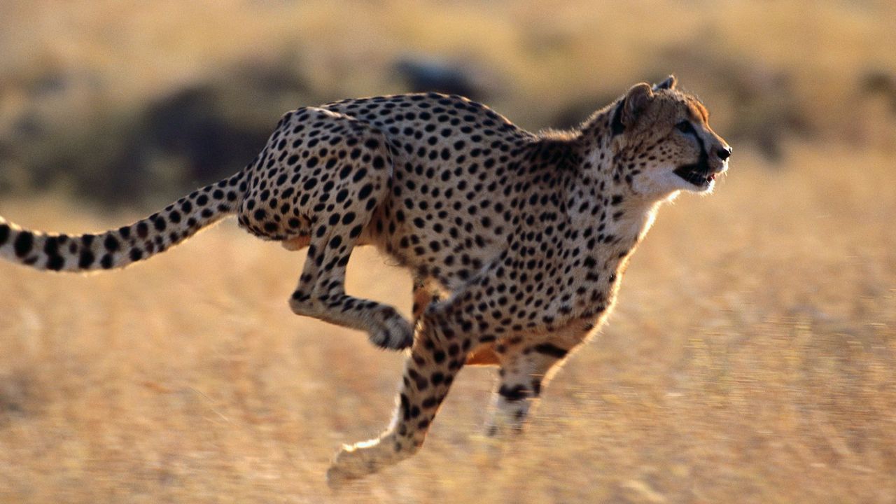 Обои гепард, скорость, бег