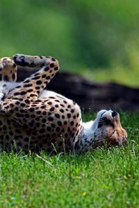 Превью обои гепард, трава, кувыркаться, хищник, лежать