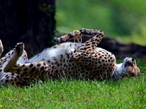 Превью обои гепард, трава, кувыркаться, хищник, лежать