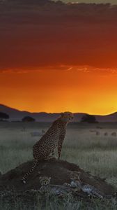 Превью обои гепард, возвышенность, сидеть, закат, трава, горизонт