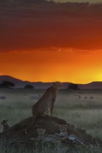 Превью обои гепард, возвышенность, сидеть, закат, трава, горизонт
