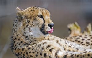 Превью обои гепард, высунутый язык, большая кошка, хищник