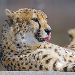 Превью обои гепард, высунутый язык, большая кошка, хищник