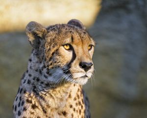 Превью обои гепард, взгляд, животное, хищник, большая кошка