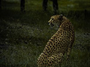 Превью обои гепард, животное, хищник, большая кошка, дикий