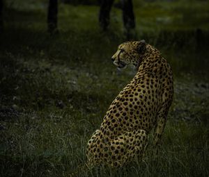 Превью обои гепард, животное, хищник, большая кошка, дикий