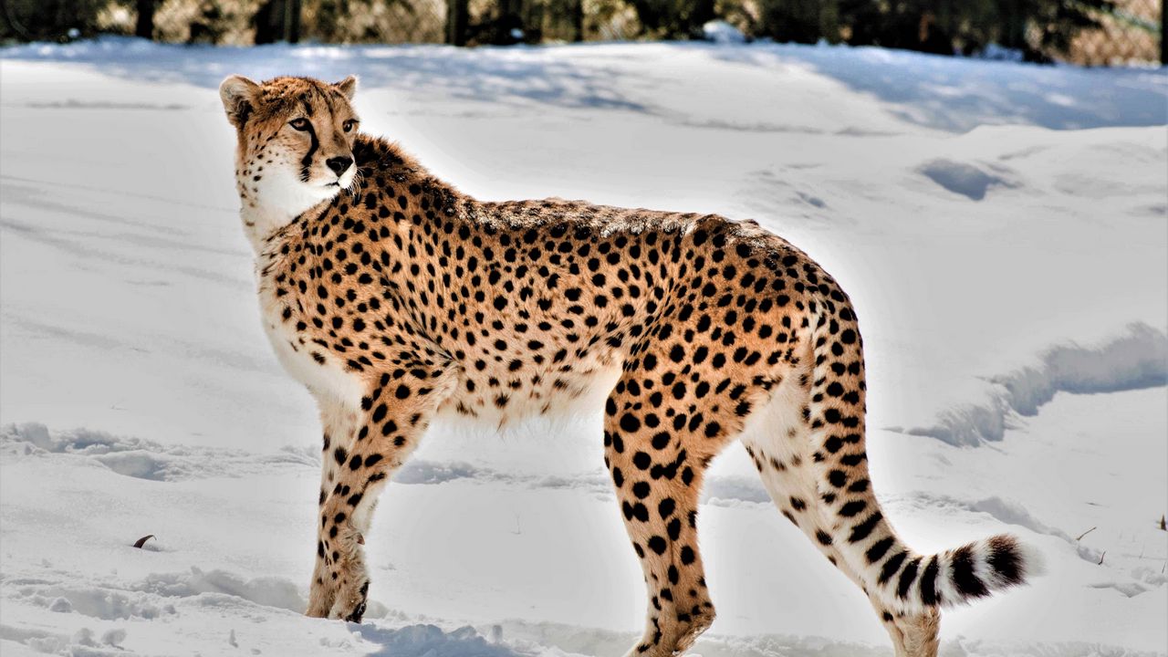 Обои гепард, животное, хищник, большая кошка, снег, дикая природа
