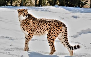 Превью обои гепард, животное, хищник, большая кошка, снег, дикая природа