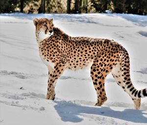 Превью обои гепард, животное, хищник, большая кошка, снег, дикая природа