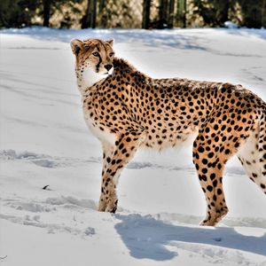 Превью обои гепард, животное, хищник, большая кошка, снег, дикая природа