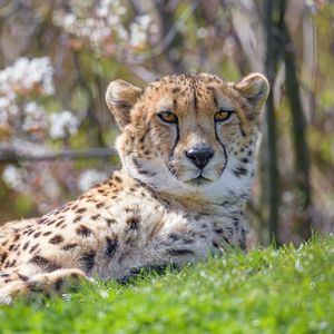 Превью обои гепард, животное, хищник, взгляд, большая кошка