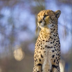 Превью обои гепард, животное, взгляд, хищник, большая кошка, дикая природа