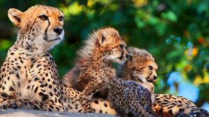Превью обои гепарды, детеныши, сидеть, пятнистые, большие кошки, хищники