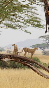 Превью обои гепарды, хищники, животные, саванна, дикая природа