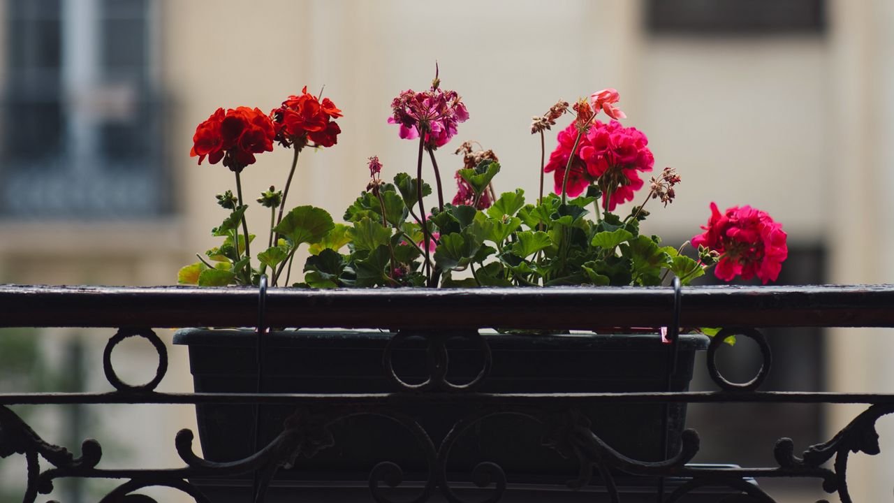 Обои герань, цветы, горшок, растение, балкон