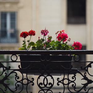 Превью обои герань, цветы, горшок, растение, балкон