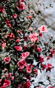 Превью обои герань, цветы, куст, цветение, размытость