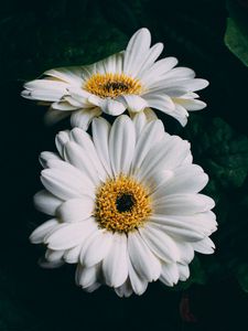 Превью обои гербера, белый, цветы