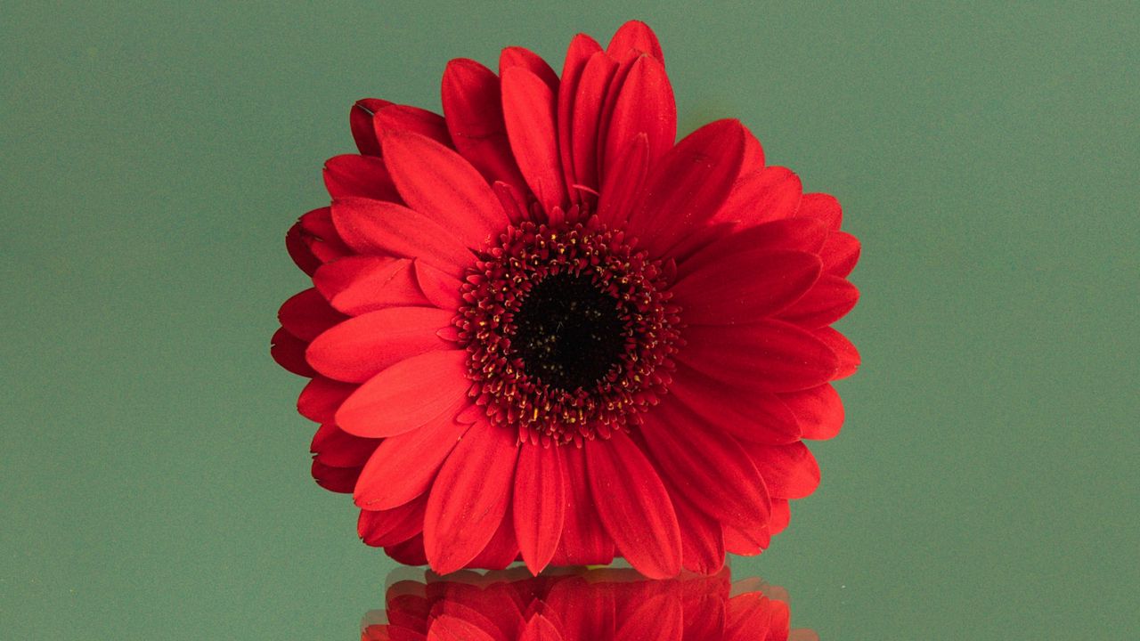 Обои гербера, цветок, красный, отражение, минимализм