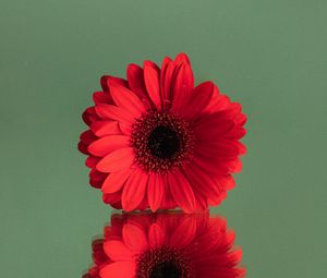 Превью обои гербера, цветок, красный, отражение, минимализм