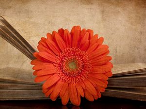 Превью обои гербера, цветок, оранжевая, книга