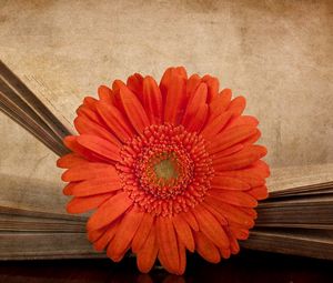 Превью обои гербера, цветок, оранжевая, книга
