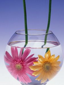 Превью обои герберы, цветы, пара, аквариум, вода
