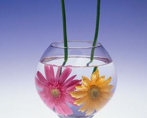 Превью обои герберы, цветы, пара, аквариум, вода