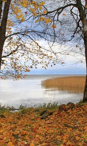 Превью обои германия, лес, лужа, осень, отражение