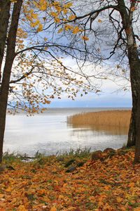 Превью обои германия, лес, лужа, осень, отражение