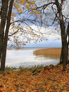 Превью обои германия, лес, лужа, осень, отражение