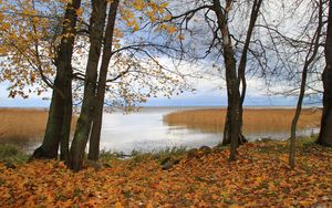 Превью обои германия, лес, лужа, осень, отражение