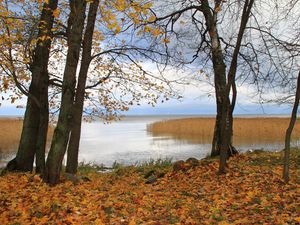 Превью обои германия, лес, лужа, осень, отражение