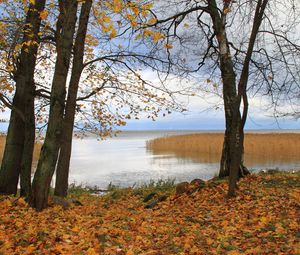 Превью обои германия, лес, лужа, осень, отражение