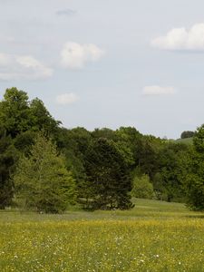 Превью обои германия, лес, трава