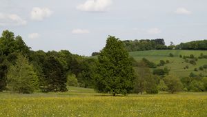 Превью обои германия, лес, трава