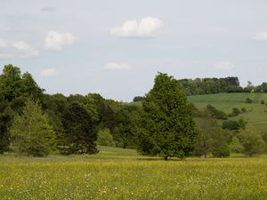 Превью обои германия, лес, трава