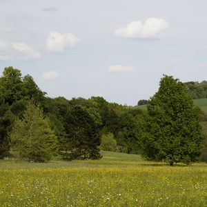 Превью обои германия, лес, трава