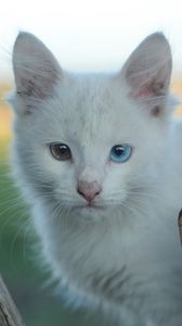 Превью обои гетерохромия, белая кошка, котенок, морда