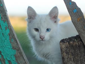 Превью обои гетерохромия, белая кошка, котенок, морда