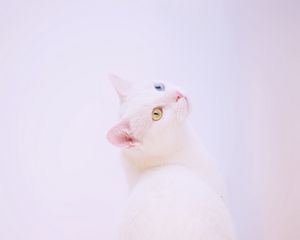Превью обои гетерохромия, кот, морда, белый, минимализм