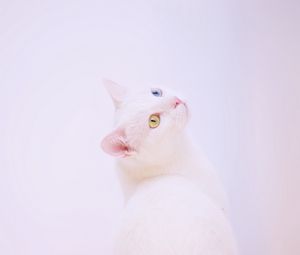 Превью обои гетерохромия, кот, морда, белый, минимализм