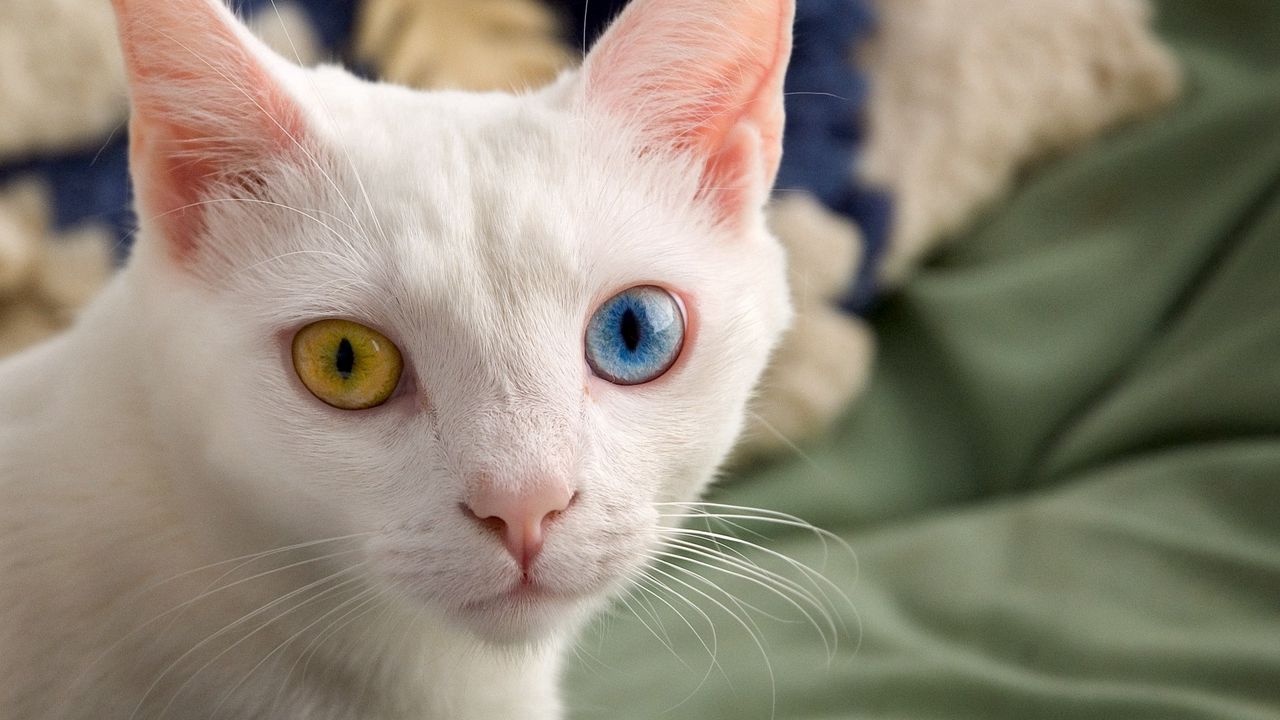 Обои гетерохромия, разные глаза, окрас, светлый, кот