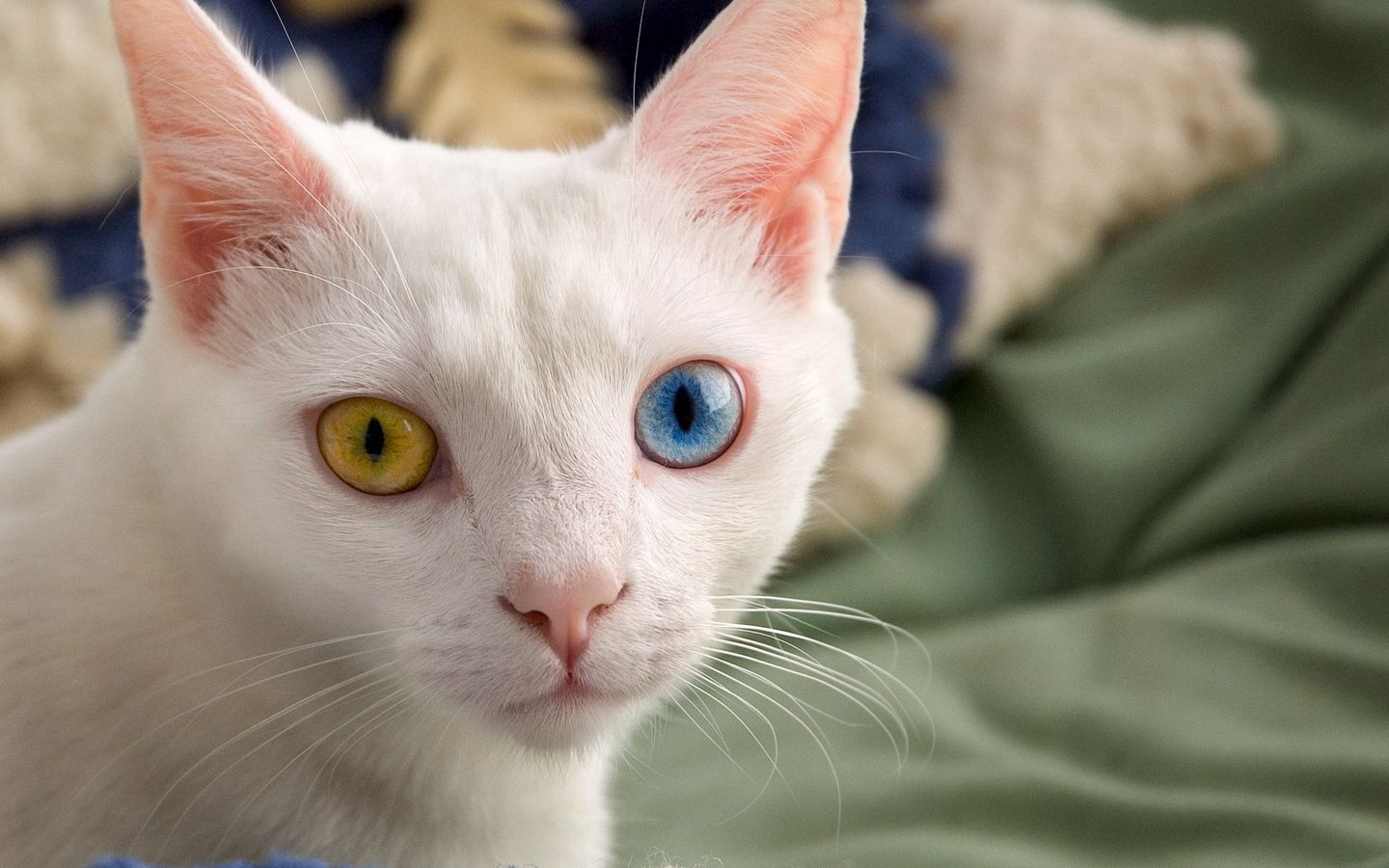 коты с разными глазами фото