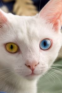 Превью обои гетерохромия, разные глаза, окрас, светлый, кот