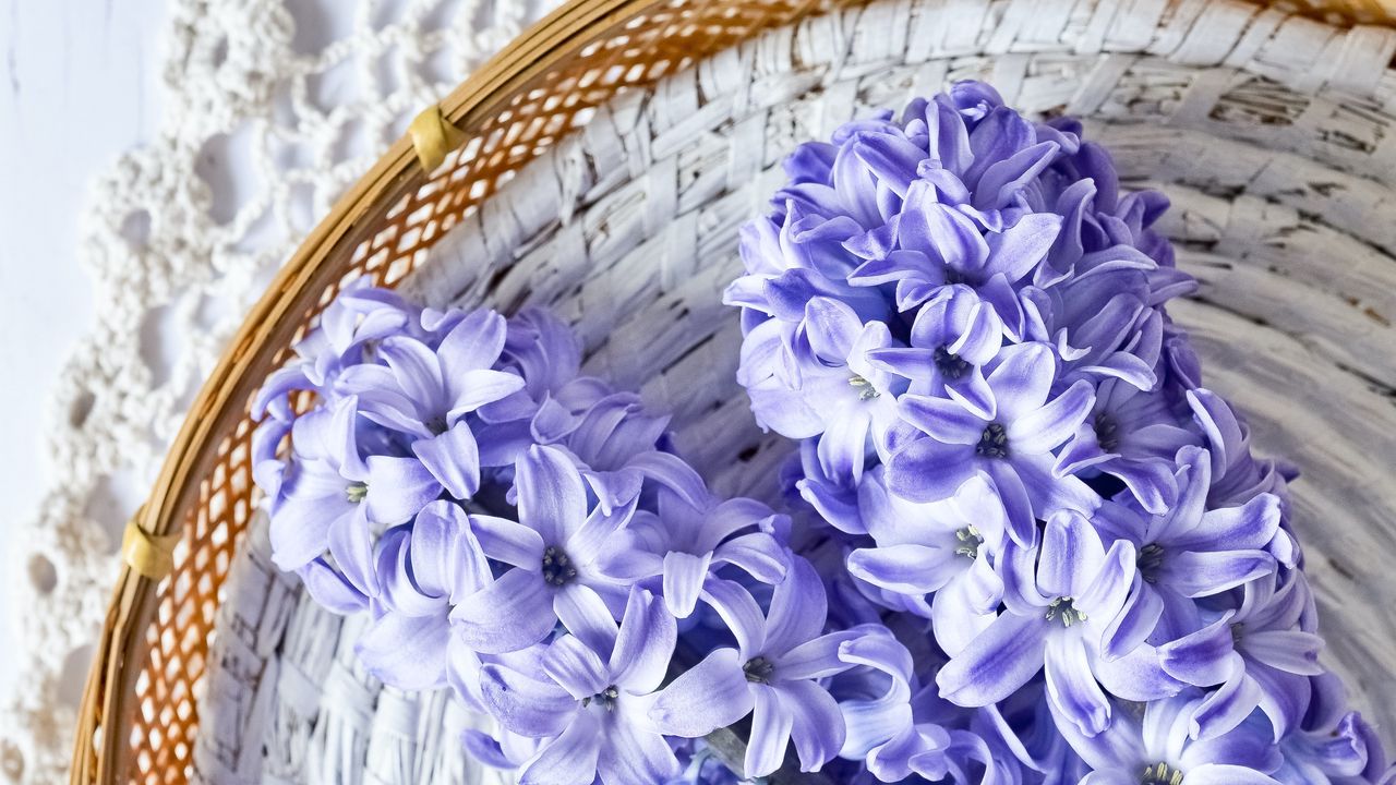 Обои гиацинт, цветы, букет, фиолетовый