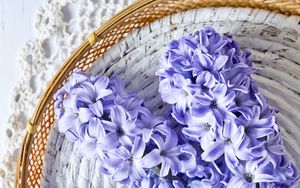 Превью обои гиацинт, цветы, букет, фиолетовый