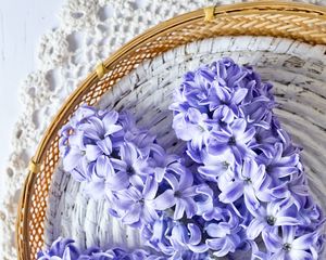 Превью обои гиацинт, цветы, букет, фиолетовый