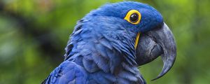 Превью обои гиацинтовый ара, ара, попугай, птица, клюв, синий