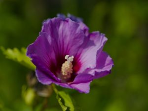 Превью обои гибискус, лепестки, цветок, листья, макро